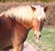 Haflinger Manito tidl hest