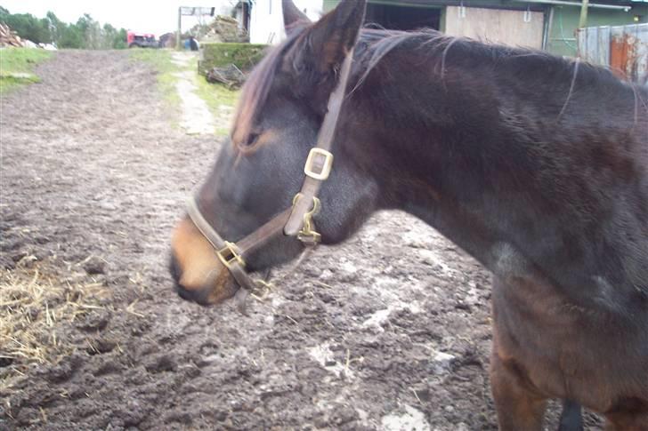 Traver Ginger magnum *'solgt** - se lige  mig billede 17