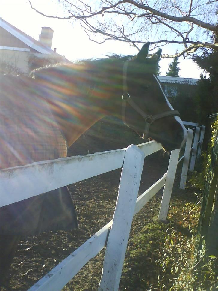 DSP Atlanta (DØD) R.I.P - dejlig varm dag på folden :D Foto : Mig  billede 9