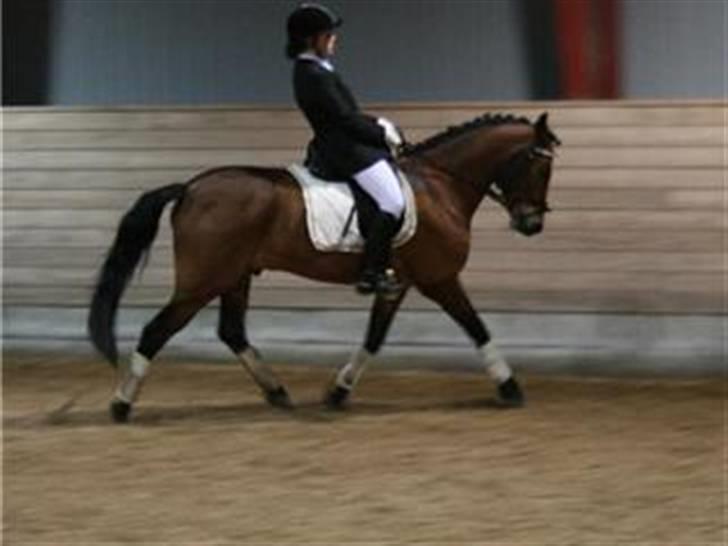 DSP Cavalie's Spunky Dancer - Trav med Christine (:  billede 17