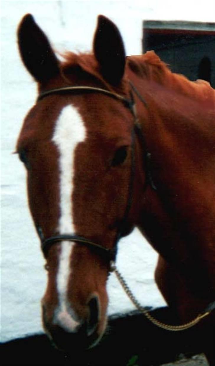 Anden særlig race Mr. Beauty *død 1998* billede 2