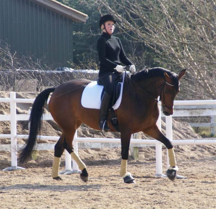 Dansk Varmblod Lanziana DH - Billede taget af Christine med Maccoy (: .. Letridning . sjovt udtryk jeg har (: hehe billede 14