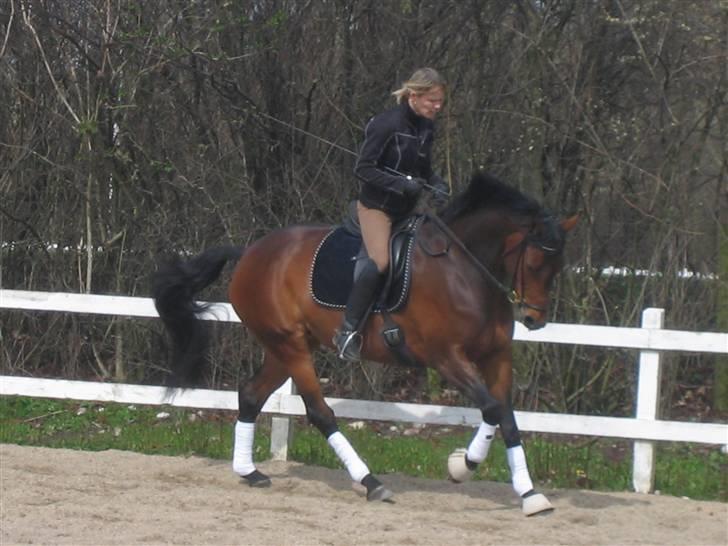 Dansk Varmblod Lanziana DH - Galop (: fra april 2008 .. billede 17