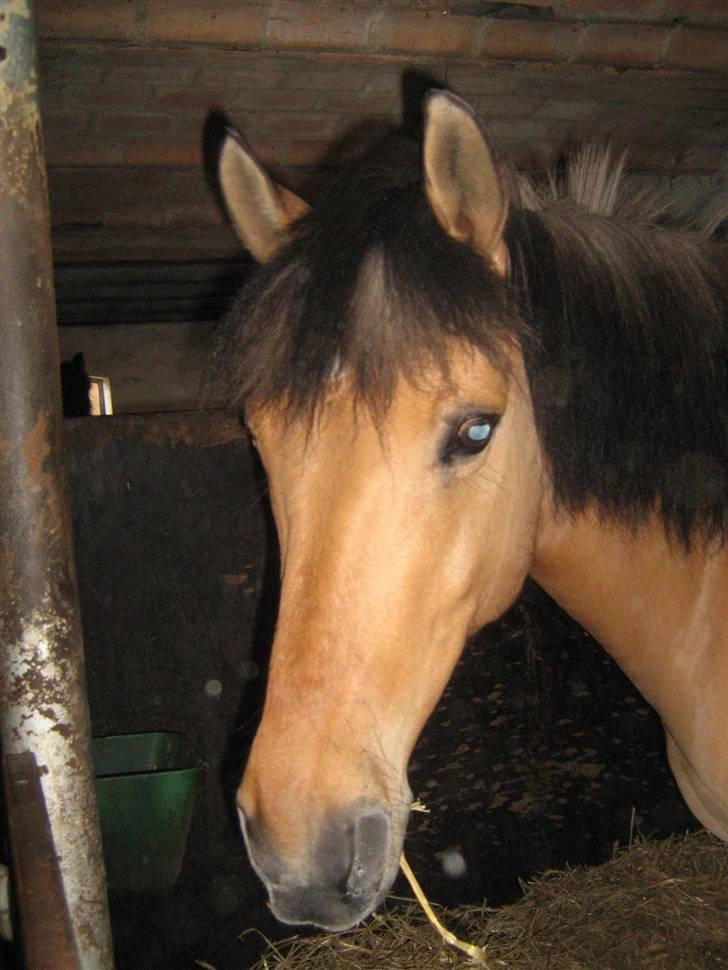 Anden særlig race Santos *elevpony*  - rækker tunge <3 :d  billede 2