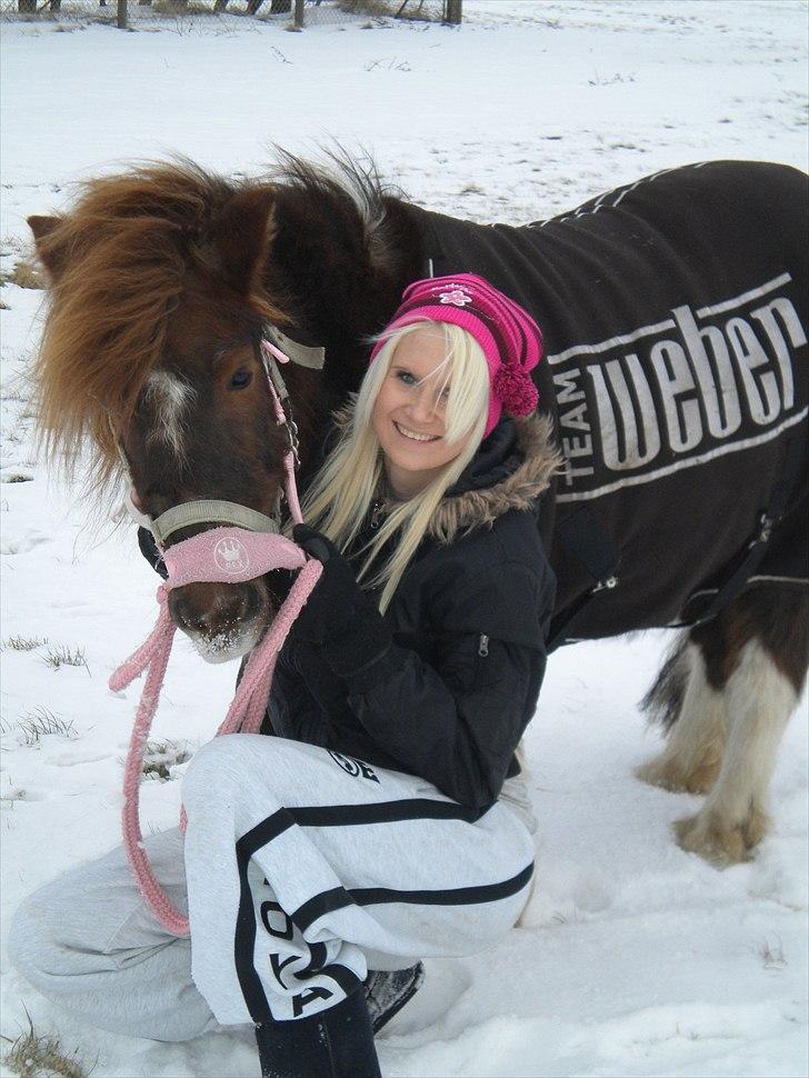 Shetlænder Lilo - Velkommen til Lilo´s profil(-; billede 1