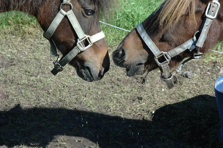 Shetlænder Lilo - Lilo & Anja mine prinsesser. billede 12