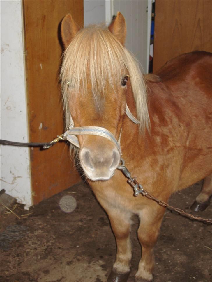 Shetlænder Basti (Gammel part) - Velkommen til Basti´s profil :).  billede 1