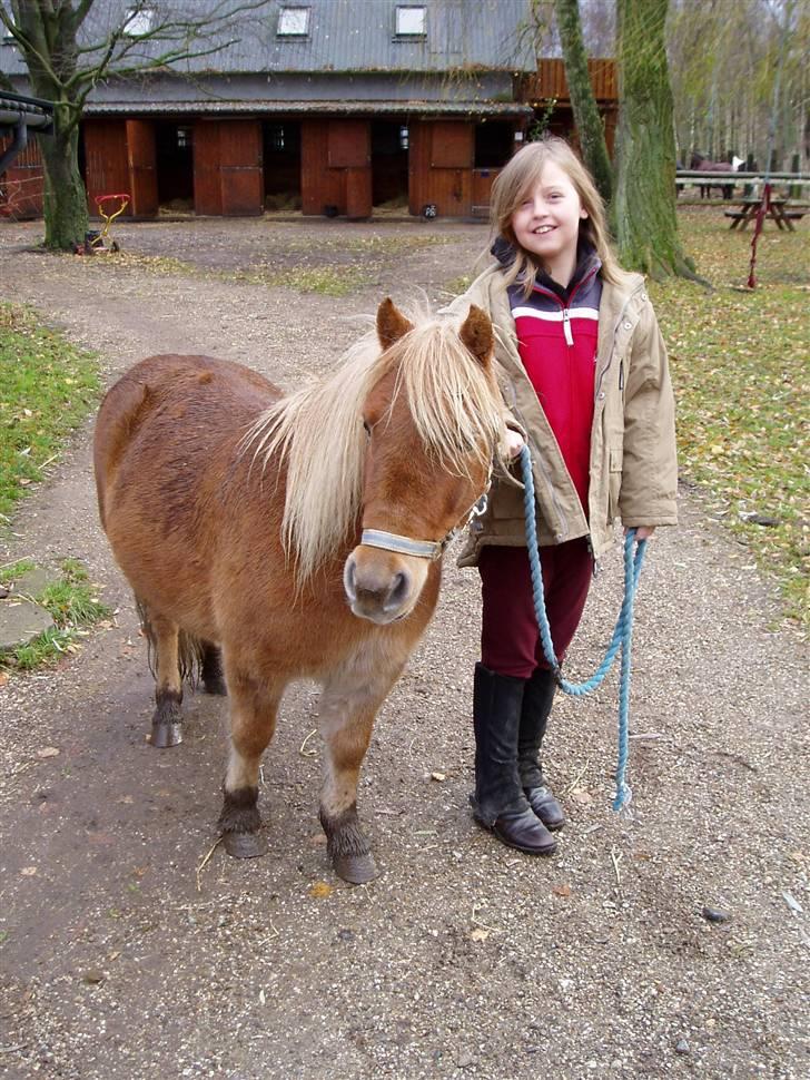 Shetlænder Basti (Gammel part) - Har lige trukket ham ind fra folden af. Han er da bare helt vild fotogen ? :P billede 2