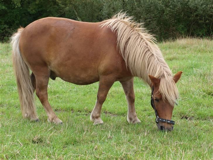 Shetlænder Basti (Gammel part) - Basti - fotomodellen :) billede 3
