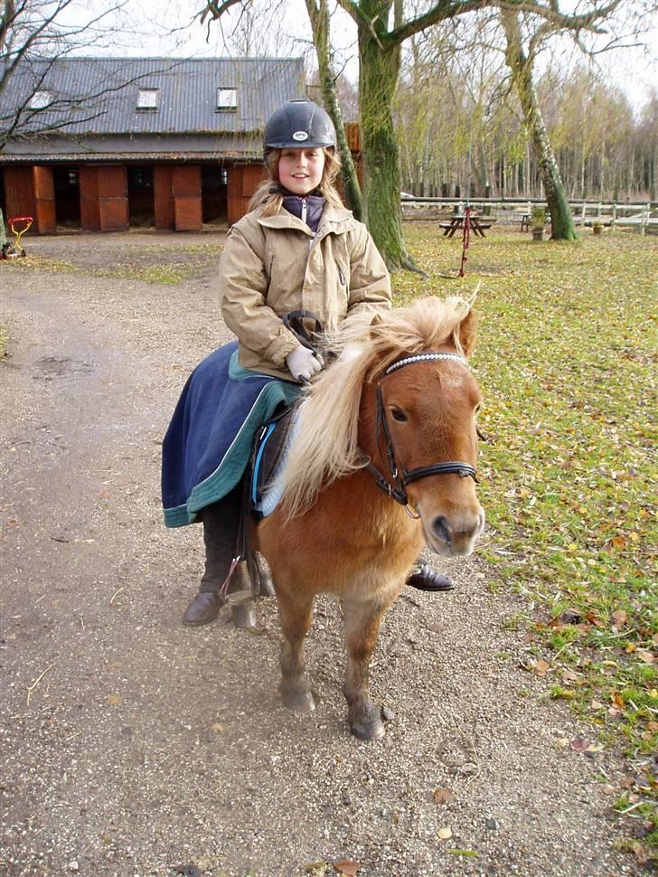 Shetlænder Basti (Gammel part) - Jeg er lige kommet hjem fra skoven. Basti er super sød med den flyvende pandelok! :P.  billede 4