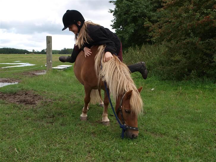 Shetlænder Basti (Gammel part) - Prøver forgæves at komme op xD billede 5