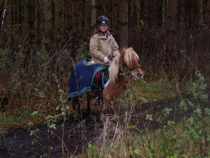 Shetlænder Basti (Gammel part) - Mig og basti i skoven. Vi fulgtes med Eva og Ghost :D.  billede 6