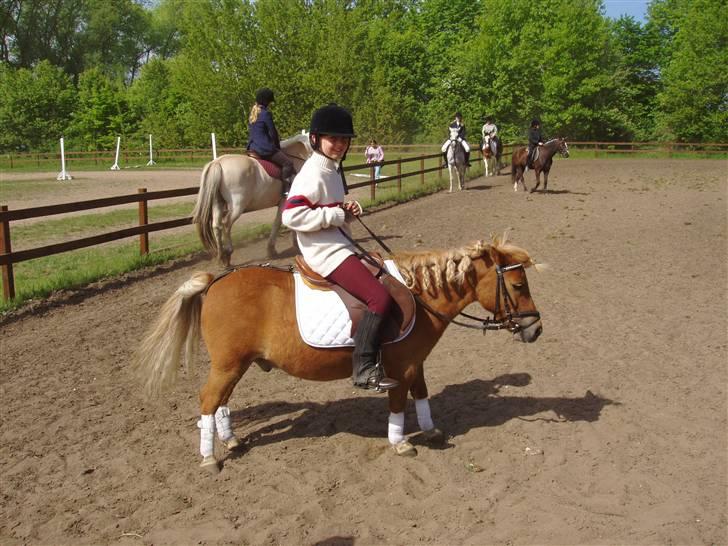 Shetlænder Basti (Gammel part) - Stævne :) billede 7