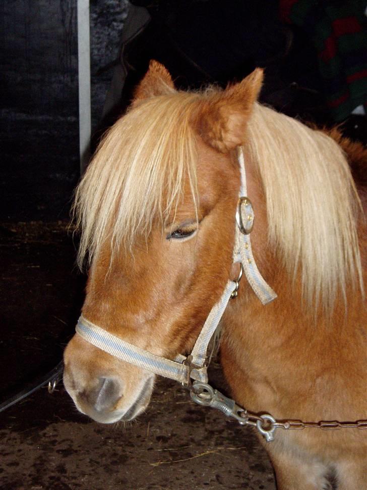 Shetlænder Basti (Gammel part) - Basti er meeget træt. Efter en super hyggelig dag :D. billede 8
