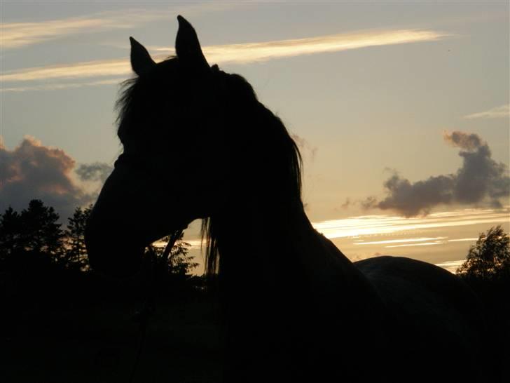 Arabisk fuldblod (OX) ¨"*¤§~Zaruna~§¤*"¨  - Back to the east... billede 14