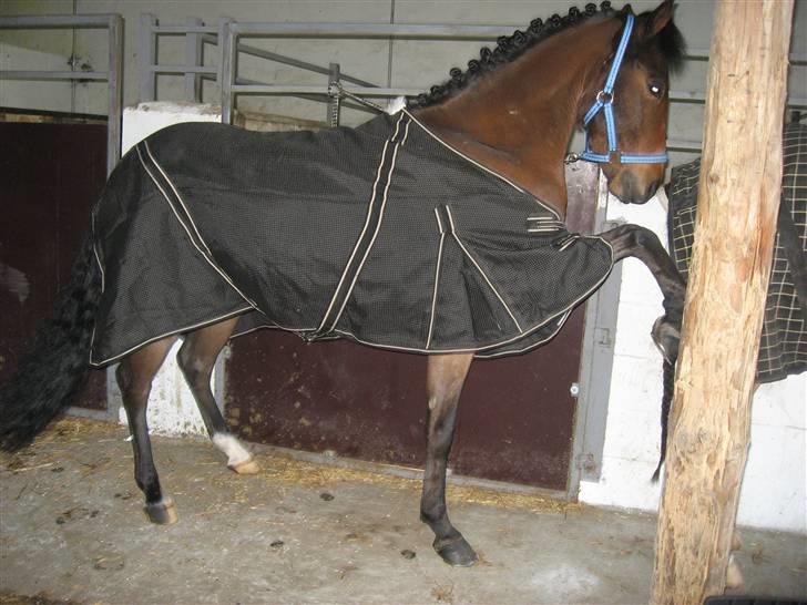 Welsh Pony (sec B) Bakkegaardens Prins-solgt - Før et stævne... skaber sig lidt. billede 13