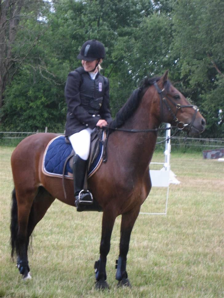 Welsh Pony (sec B) Bakkegaardens Prins-solgt - Til præmieoverrakelselse i Hyllebjerg.. billede 16