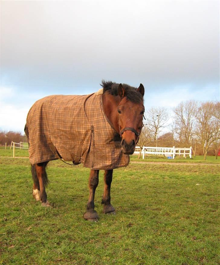 Welsh Pony (sec B) Bakkegaardens Prins-solgt - i aften solen .. d 30 jar.. billede 17