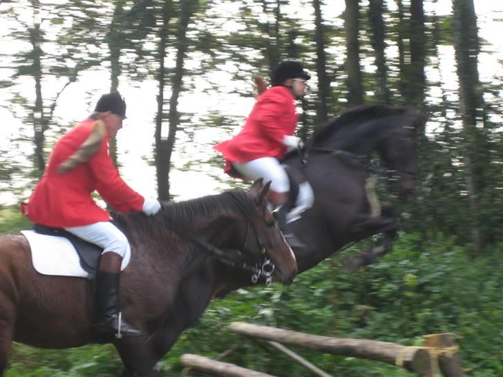 Dansk Varmblod  Gl. Korups Tornado - tor på jagt .rider ræv billede 8