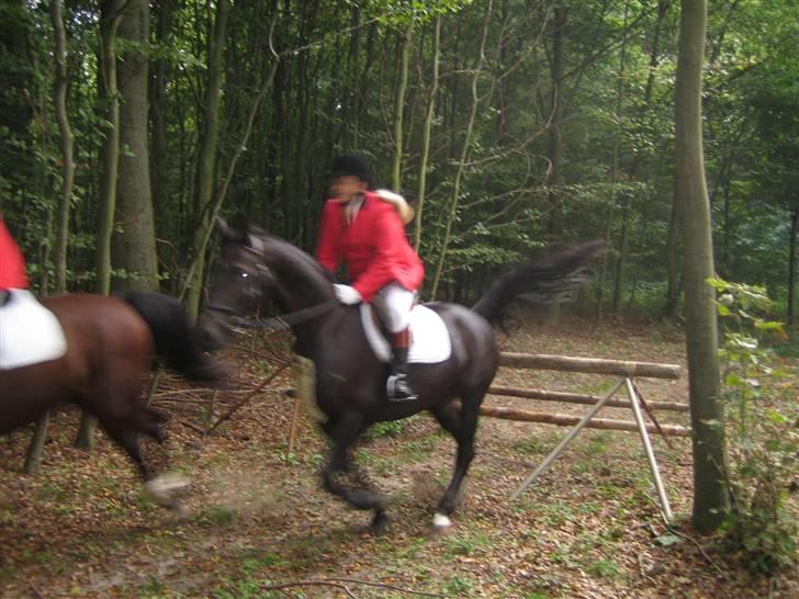 Dansk Varmblod  Gl. Korups Tornado - tor rider ræv på sydfyn billede 9