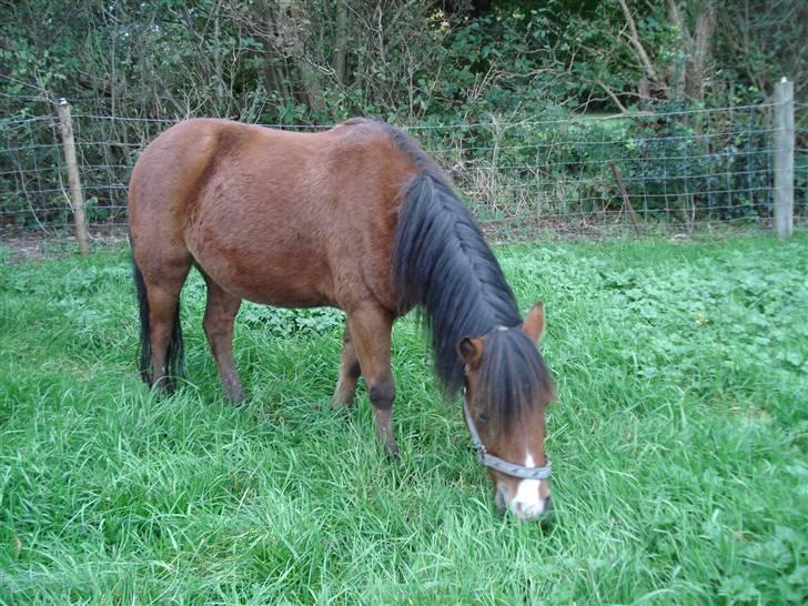 Anden særlig race Julianebjergs Fadango - På fold igen. (Gammelt.) billede 2