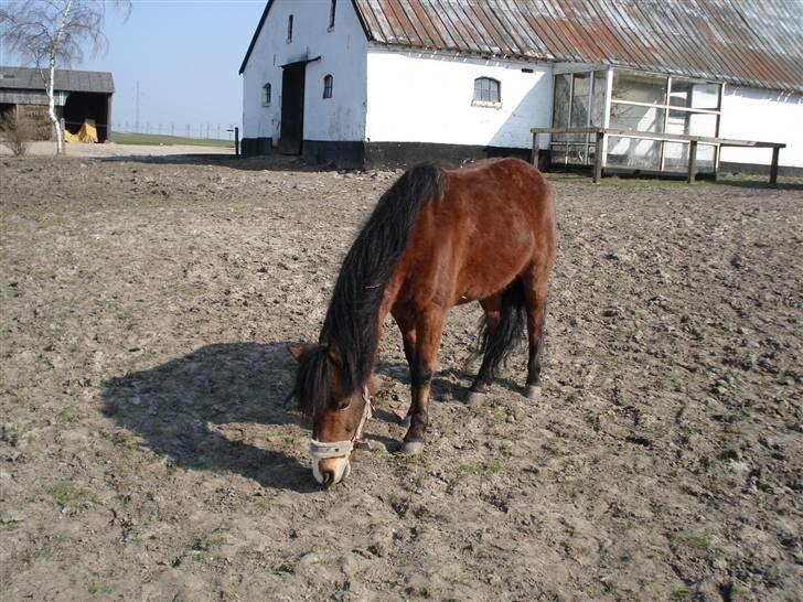 Anden særlig race Julianebjergs Fadango - På fold igen, for nogle år siden billede 3