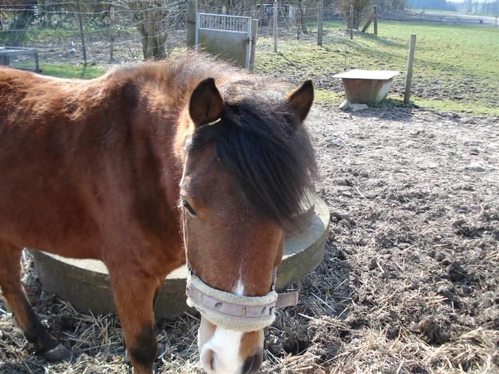 Anden særlig race Julianebjergs Fadango billede 4