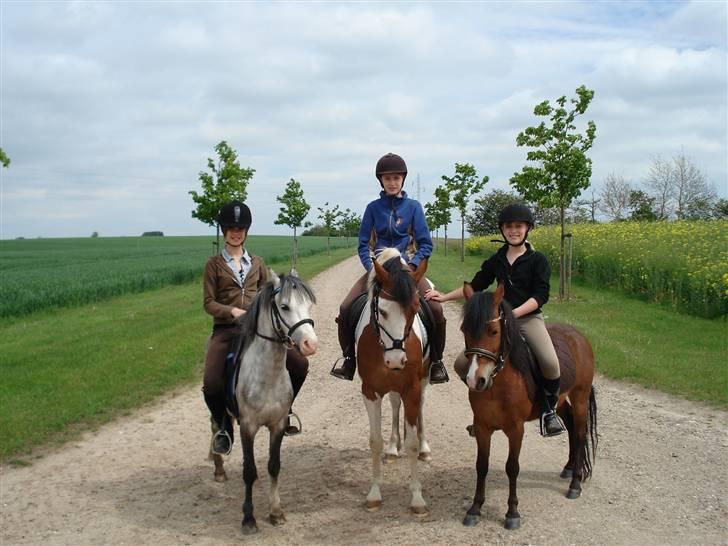 Anden særlig race Julianebjergs Fadango billede 6