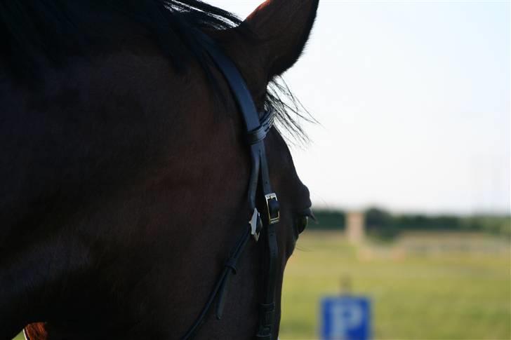 Oldenborg Jaqueline vaseskov billede 15