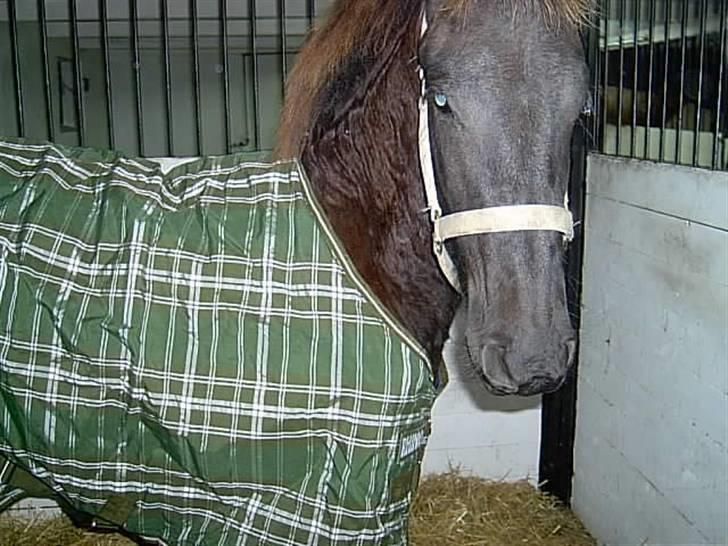 Frieser Doro (Hingst) R.I.P billede 7