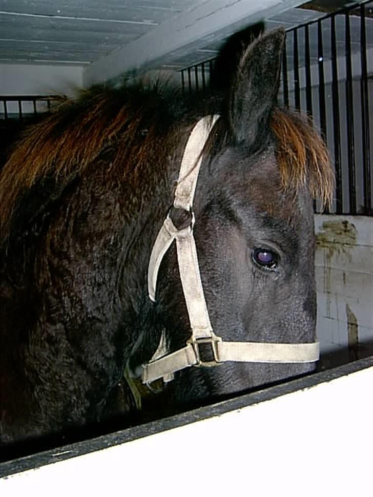 Frieser Doro (Hingst) R.I.P billede 8