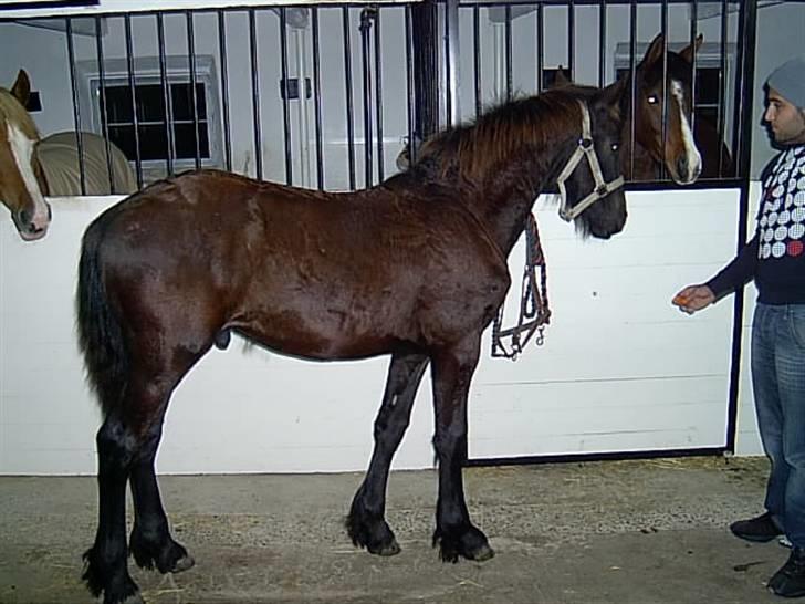 Frieser Doro (Hingst) R.I.P billede 9