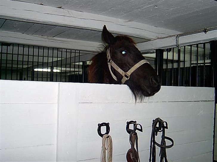 Frieser Doro (Hingst) R.I.P billede 10