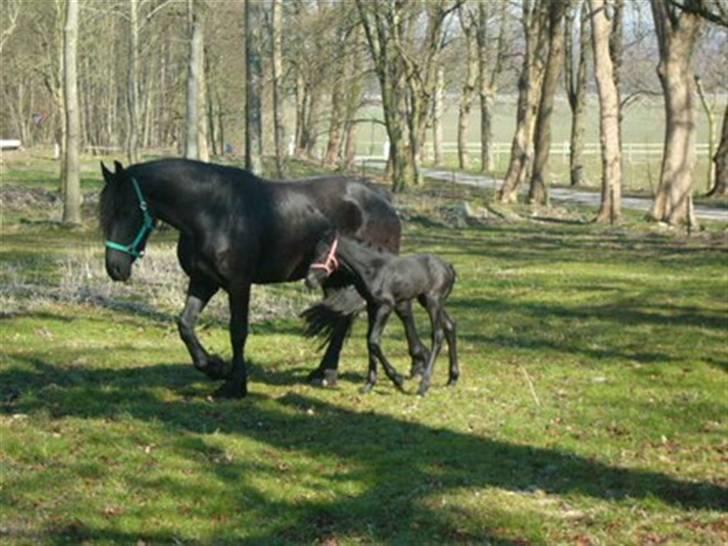 Frieser Doro (Hingst) R.I.P billede 11