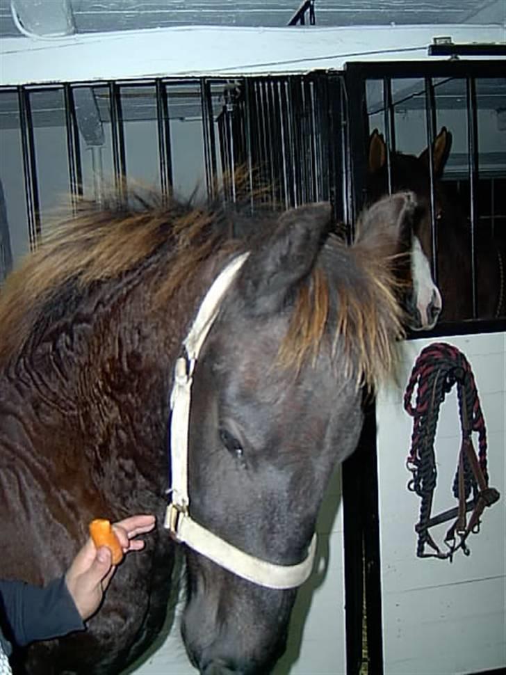 Frieser Doro (Hingst) R.I.P billede 12