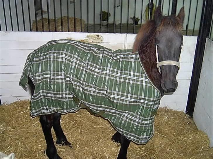 Frieser Doro (Hingst) R.I.P billede 13