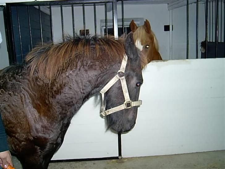 Frieser Doro (Hingst) R.I.P billede 14