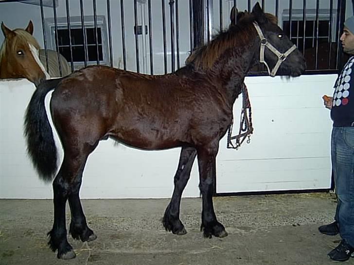 Frieser Doro (Hingst) R.I.P billede 15