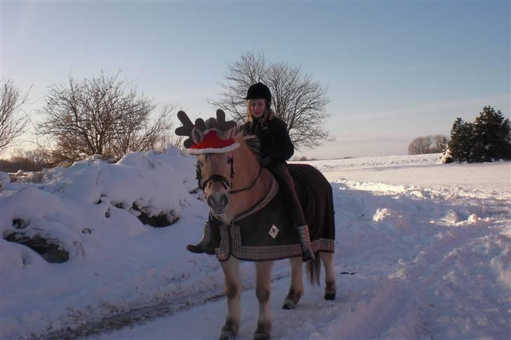 Fjordhest GasMads "solgt og savnet" - hej jeg er Mads håber at i vil syntes om mig... læg gerne en bedømmelse tak... det er mig i sneen med Alberte billede 1