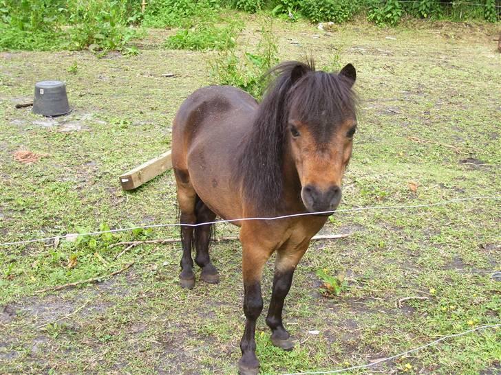 Hollandsk Miniature Saujanas Takdir  R.I.P - Hej med dig,har du noget ædelse til mig ? billede 2
