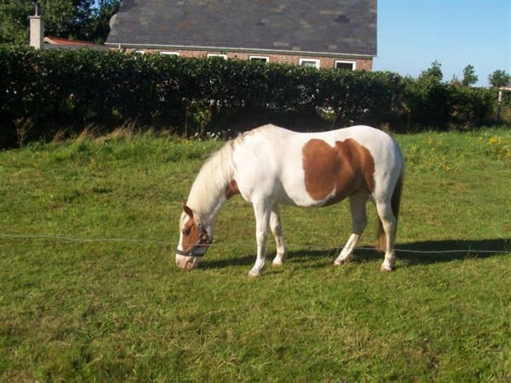 Pinto Candy  billede 9