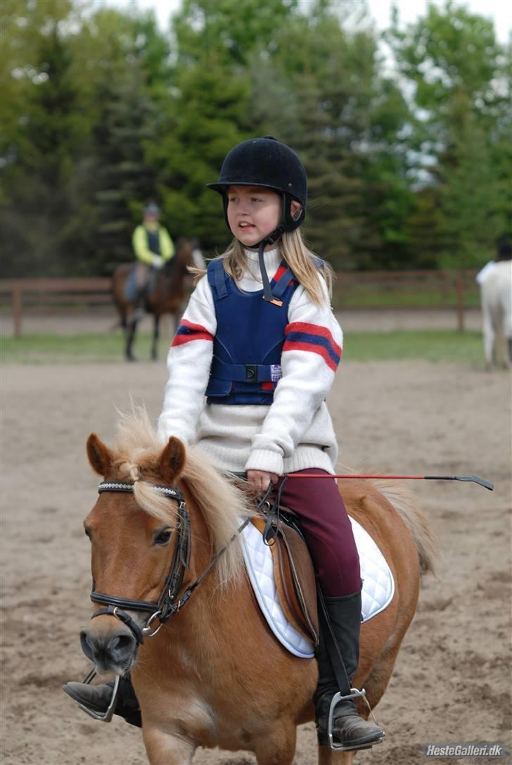 Shetlænder Basti (Gammel part) - Springstævne. Argh Grimasse! XD. Kig på Basti og ikke mig!  Taget af: Jens H ,, Lånt af: Katrine H billede 9