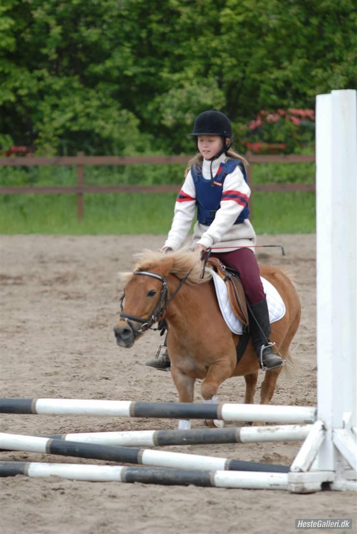 Shetlænder Basti (Gammel part) - Springstævne - Basti dog du refusere jo! (Okay indrømmer min fejl :P)  Taget af: Jens H ,, Lånt af: Katrine H billede 10