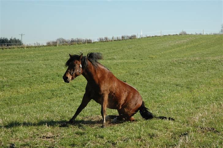 New Forest Krogsgaards Snickers - Langt ned, langt op! billede 1