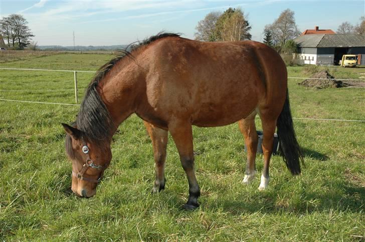 New Forest Krogsgaards Snickers billede 2