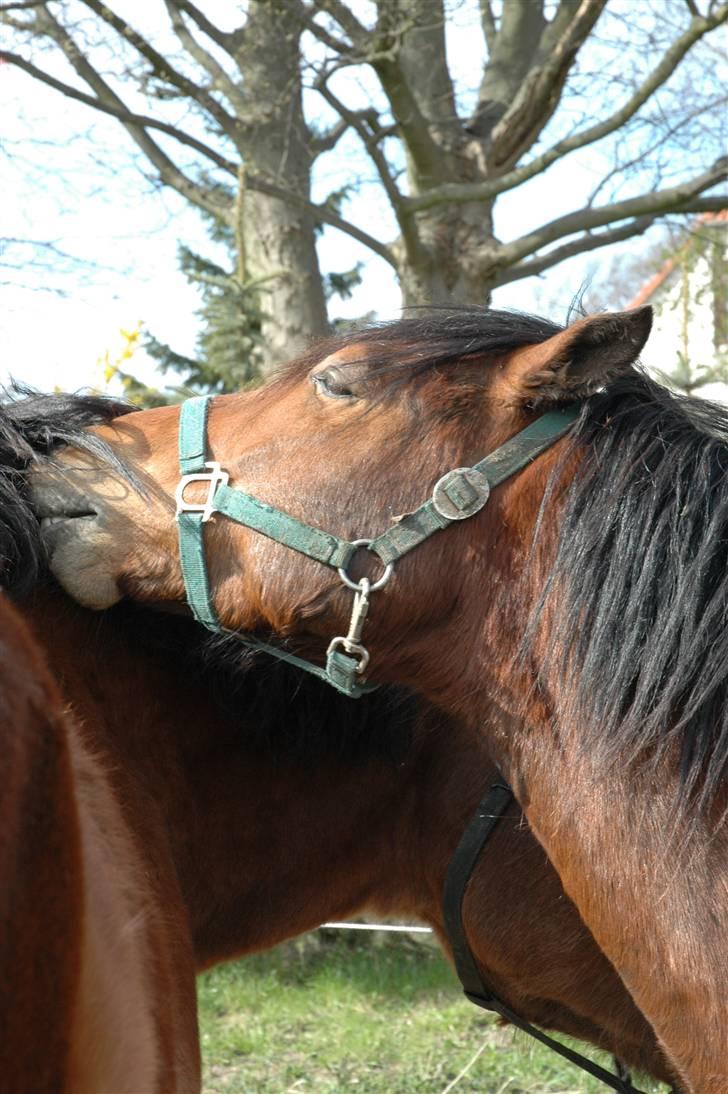 New Forest Krogsgaards Snickers billede 3