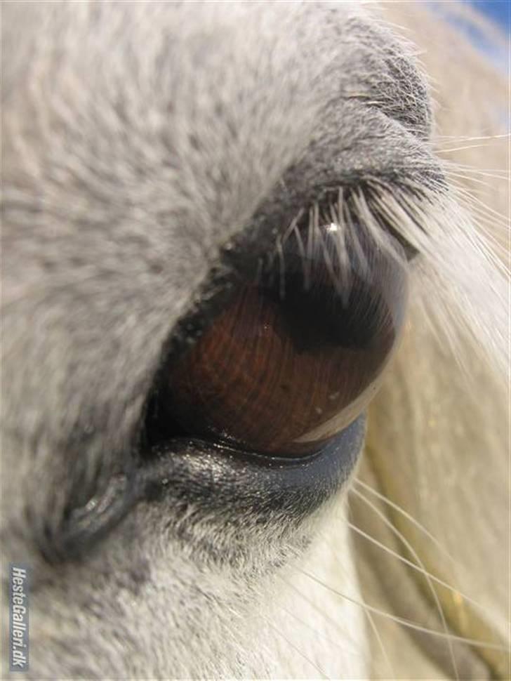 Shetlænder Onslow<3*død* - Elsker ham virkelig.. håber du vil give en bedømmelse og en komentar . Billede : sofie :) billede 1