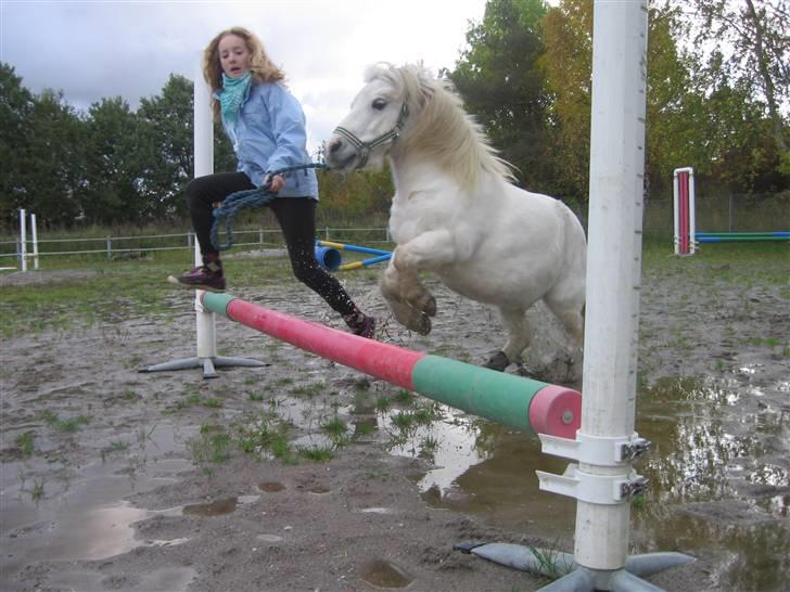 Shetlænder Onslow<3*død* - fordi jeg elsker den lille pony <3 billede 2