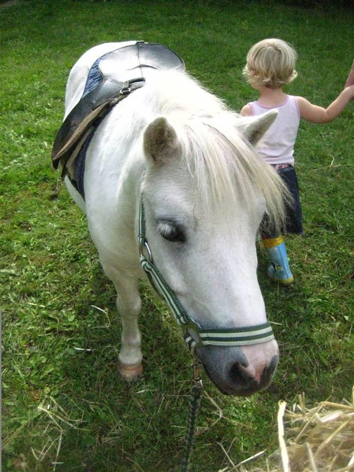 Shetlænder Onslow<3*død* - Pony træk på Grandtoftegård 2008 <´3savner diig,  billede 3