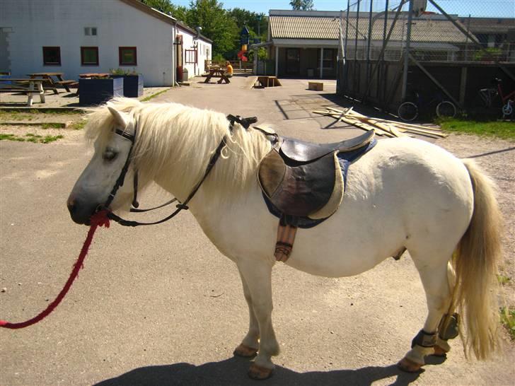 Shetlænder Onslow<3*død* - Før en lille tur, :P smukke dyr <3 savner diig miin skath billede 5